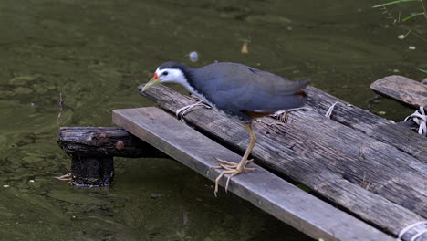 White-Breasted-Waterhen-Standing-On-Wooden-Platform,-Getting-Ready-To-Take-A-Flight---Close-Up-Shot