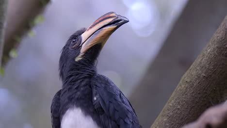 A-beautiful,-healthy-North-Africa-Pied-Hornbill-checking-his-surroundings---Close-up