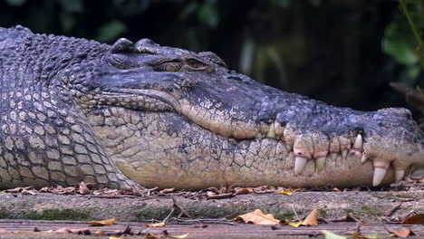 A-large-adult-Saltwater-Crocodile-resting-by-the-water---Close-up-pan