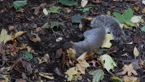 Süßes-Eichhörnchen-Schnüffelt-Und-Rollt-Auf-Dem-Boden,-Umgeben-Von-Braunen-Blättern