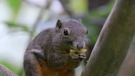 Ein-Entzückendes-Kochbananen-Eichhörnchen,-Das-Ein-Stück-Obst-Auf-Einem-Baumzweig-Genießt---Zeitlupe