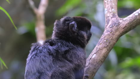 A-beautiful,-black-Goeldi-Monkey,-the-smallest-monkey-in-the-world,-resting-on-a-tree-branch---close-up