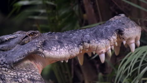 A-Saltwater-Crocodile-blinking-while-keeping-it's-mouth-open-for-cooling-it's-body-temperature---Slowmo