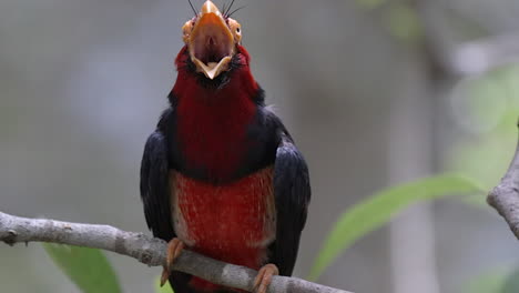 A-beautiful-red-and-black-feathered-Bearded-Barbet-calling-up-on-a-tree-branch---Slow-motion