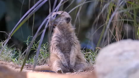 A-Cute-And-Adorable-Meerkat-Sitting-And-Wandering-Behind-The-Bush---Close-Up-Shot