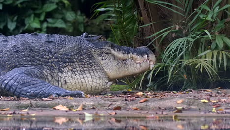 A-Saltwater-Crocodile-raising-it's-head-above-the-ground-on-the-riverbank---Slowmo