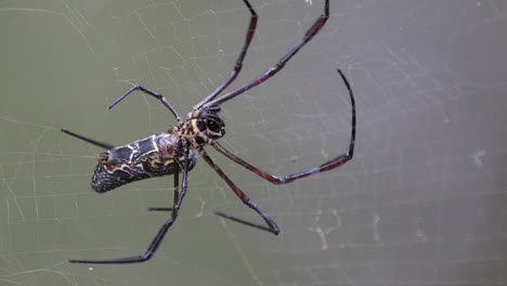 A-Golden-Orb-Web-Spider-steady-waiting-for-an-insect-to-get-trap-in-it's-web---Close-up