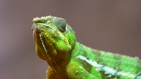 A-beautiful-Panther-Chameleon-looking-around-and-sticking-it's-tongue-out---Close-up