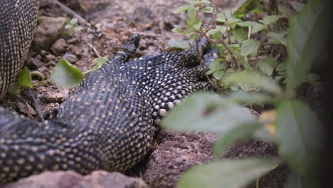 A-Huge-Hind-Feet-Of-A-Malaysian-Monitor-Lizard-Lying-On-The-Ground-Surrounded-By-Small-Rocks---Close-Up-Shot