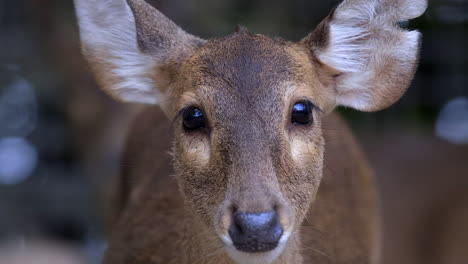 A-beautiful-Samba-deer-looking-directly-at-the-camera---close-up