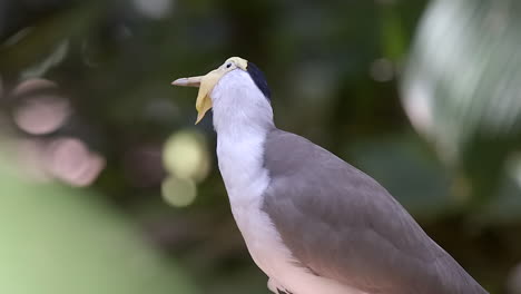 A-beautiful-yellow-bearded-Masked-Lapwing-looking-at-something-and-staring-at-another-bird-curiously---Close-up,-Side-view