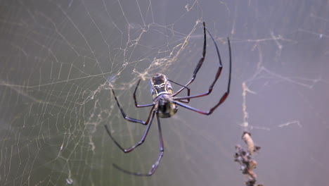 A-Golden-Orb-Web-Spider-moving-on-it's-silk-web-and-repairing-the-damaged-sections---Slow-motion