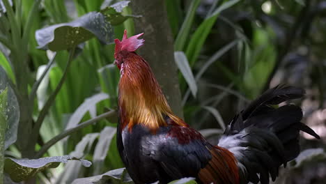 A-colorful-Red-Junglefowl-Rooster-flapping-it's-wings-and-turning-away---Slow-motion