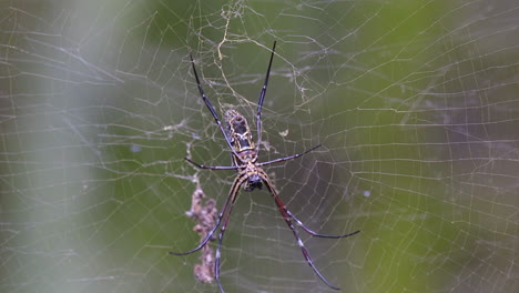A-Golden-Orb-Web-Spider-surrounded-with-it's-own-web-to-trap-more-insects---Close-up