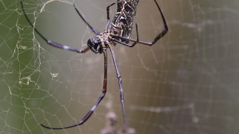Looking-at-the-underside-of-a-Golden-Orb-Web-spider-walking-on-it's-web---Close-up