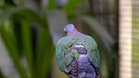 A-beautiful-Grey-Capped-Emerald-Dove-turned-away-from-camera-and-looking-at-the-surroundings---Close-up