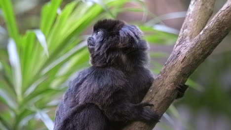 An-adorable-small-Goeldi-monkey-onto-a-tree-branch---close-up