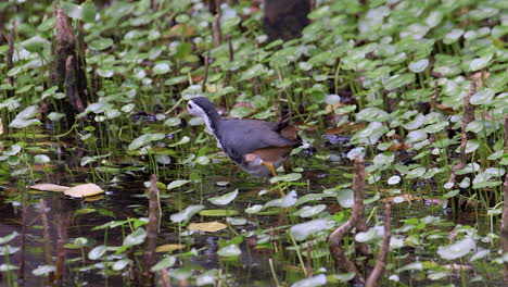 A-White-Breasted-Waterhen-Walking-On-The-Shallow-Waters-Looking-For-Food---Wide-Shot