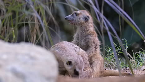 A-couple-of-Meerkats-on-the-ground,-one-cleaning-and-grooming-it's-tail---Close-up