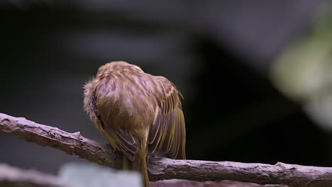 Ein-Entzückender-Kleiner-Webervogel,-Der-Sich-Selbst-Pflegt,-Während-Er-Auf-Einem-Baumzweig-Sitzt,-Rückansicht---Nahaufnahme