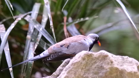 A-beautiful-Namaqua-Dove-perched-on-a-white-rock-on-the-ground,-side-view---close-up