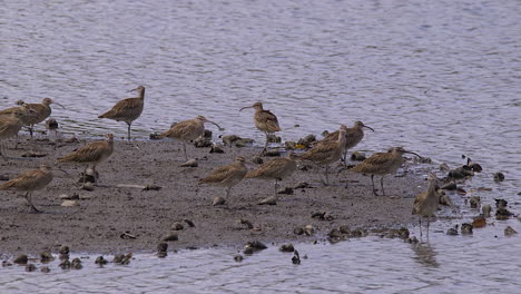 Eine-Gruppe-Von-Regenbrachvögeln,-Die-Am-Ufer-Des-Flusses-Stehen---Totale