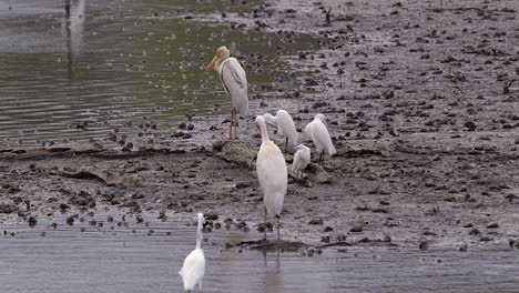 Group-Of-Storks-And-Egrets-Along-The-Shallow-Muddy-Riverbank---Close-Up-Shot