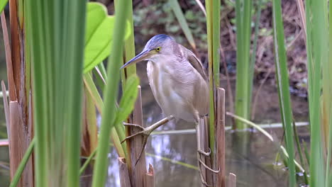 A-beautiful-Yellow-Bittern-bird-clinging-to-lush,-green-freshwater-plants,-reedbeds,-over-water---Close-up
