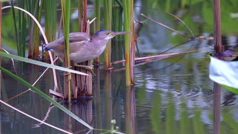 A-Yellow-Bittern-Bird-clinging-to-freshwater-plants-over-water-and-ambushing-a-small-fish-and-catching-it-with-it's-long-beak---Slow-motion