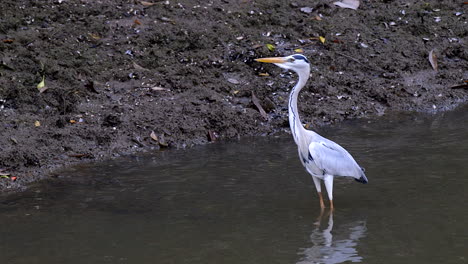 A-Gray-Heron-Standing-Near-The-Edge-Of-A-Shallow-Water-River---Close-Up-Shot