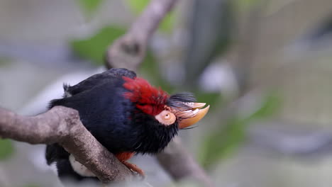 A-small,-adorable-red-and-white-bellied-Bearded-Barbet-grooming-and-cleaning-on-a-tree-branch---Close-up