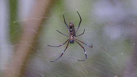 A-Spider-With-Long-Legs-Taking-A-Rest-On-Its-Web-While-The-Wind-Blows---Close-Up-Shot