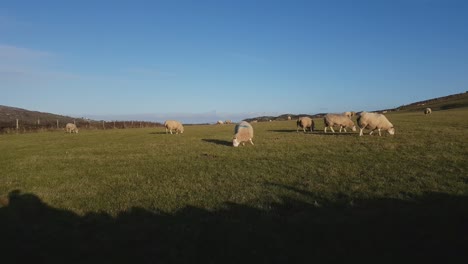Schafe-Grasen-Im-Gehege-Auf-Holy-Island,-Anglesey,-Wales-1