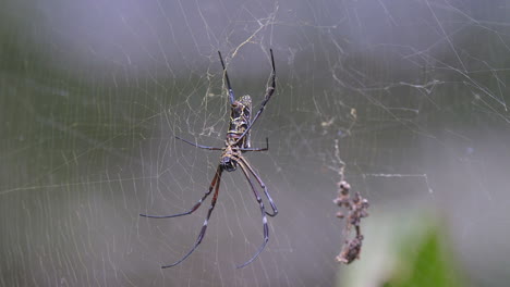 Eine-Braune-Spinne-Mit-Langen-Beinen,-Die-In-Ganzkörperaufnahme-Auf-Ihrem-Netz-Ruht---Nahaufnahme