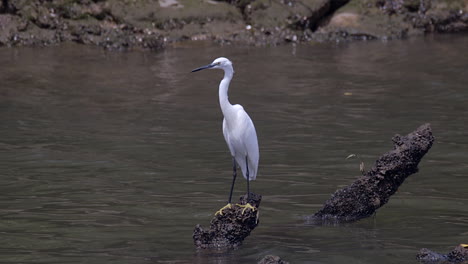 A-beautiful-white-Egret-perched-on-a-fallen-tree-branch-in-the-river-water---Close-up
