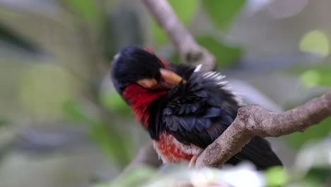A-charming-red-and-white-bellied-Bearded-Barbet-grooming-it's-feathers,-side-view---Slow-motion