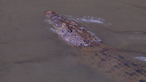 A-young-juvenile-Estuarine-crocodile-with-it's-eyes-and-nose-above-the-surface-of-the-water---Close-up
