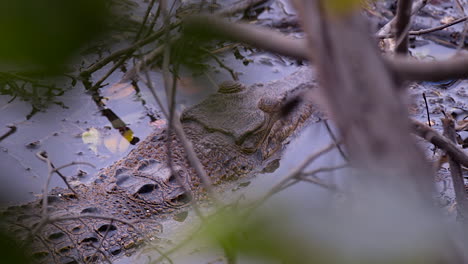 A-Estuarine-Crocodile-Hiding-On-The-Mangrove-Trees-Looking-Like-A-Camouflage---Close-Up-Shot