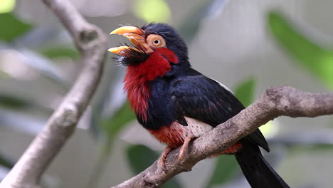 A-rare-Bearded-Barbet-perched-on-a-tree-branch-with-it's-mouth-open-and-looking-around---Close-up