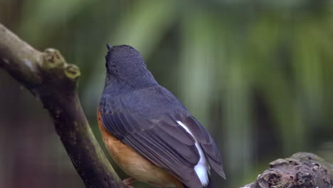 A-beautiful-White-Rumped-Shama-perched-on-a-tree-branch---Close-up
