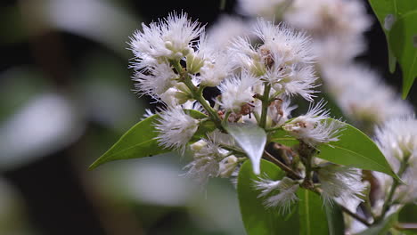 Eine-Schöne-Weiße-Zitronenmrytle-Blume-Mit-Schwarzen-Ameisen,-Die-Darauf-Laufen---Nahaufnahme