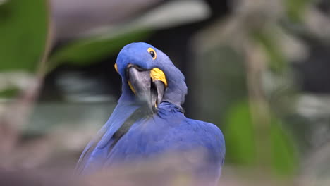 A-beautiful-blue-feathered-Hyacinth-Macaw-grooming-his-feathers-with-his-beak---Slow-motion