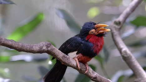 A-charming-rare-red-neck-Bearded-Barbet-perched-on-a-tree-branch,-opening-it's-mouth-and-cleaning-it's-beak-on-the-wood---Close-up