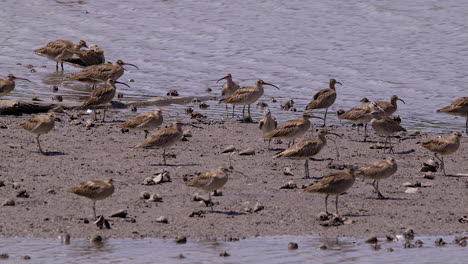 A-group-of-Whimbrel-birds-standing-on-the-shoreline-of-a-riverbank---Mid-shot