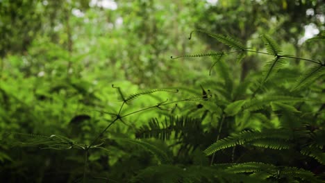 El-Helecho-Silvestre-Crece-Salvajemente-En-Lo-Profundo-De-La-Selva-Tropical-Húmeda