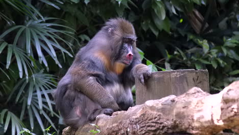 A-Mandrill-monkey-sitting-on-a-tree-log-and-falling-asleep---Wide-shot