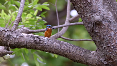An-adorable-Common-Kingfisher-perched-on-a-tree-branch-turning-around---Close-up