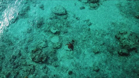 Schildkrötenschwimmen-In-Kristallklarem-Wasser-Direkt-Vor-Gili-Trawangan