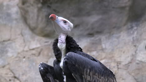 A-beautiful-bright-white-faced,-White-Headed-Vulture-looking-around-with-black-shiny-wings-folded---Half-body-shot