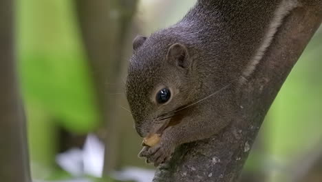 A-cute-Plantain-Squirrel-holding-and-eating-a-fruit-calmly-on-a-tree-branch,-facing-downward---Slow-motion